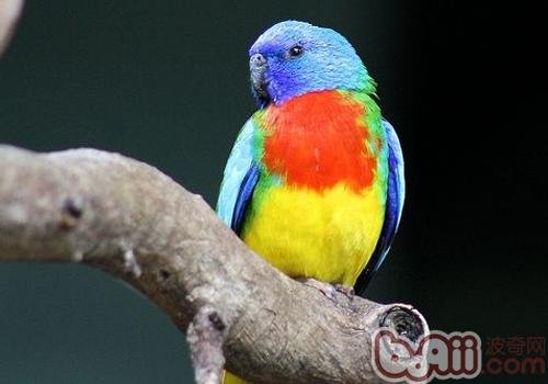 鲜红胸鹦鹉形态特征有哪些？