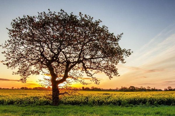 植物10首很短的现代诗四年级