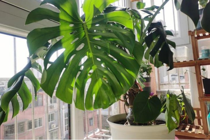 光合作用的能量变化