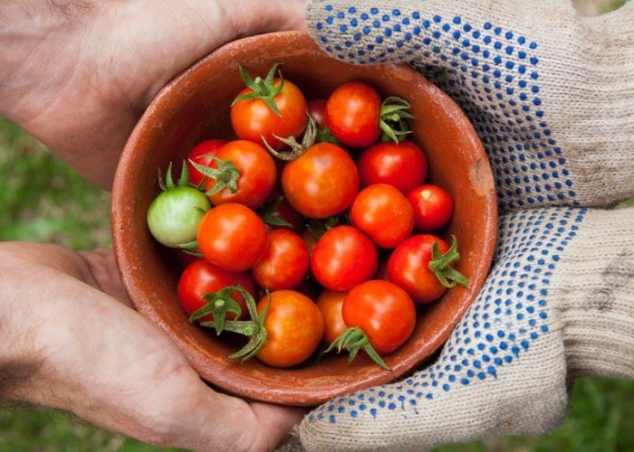 女子在石缝中发现野生西瓜，植物的生命究竟有多顽强？