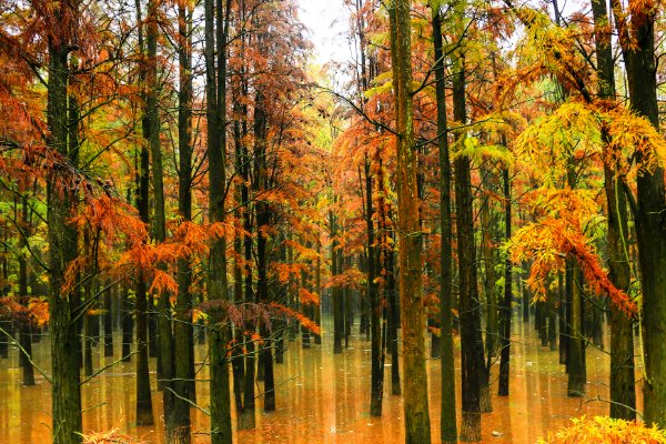 十一月份适合去哪里旅游国内