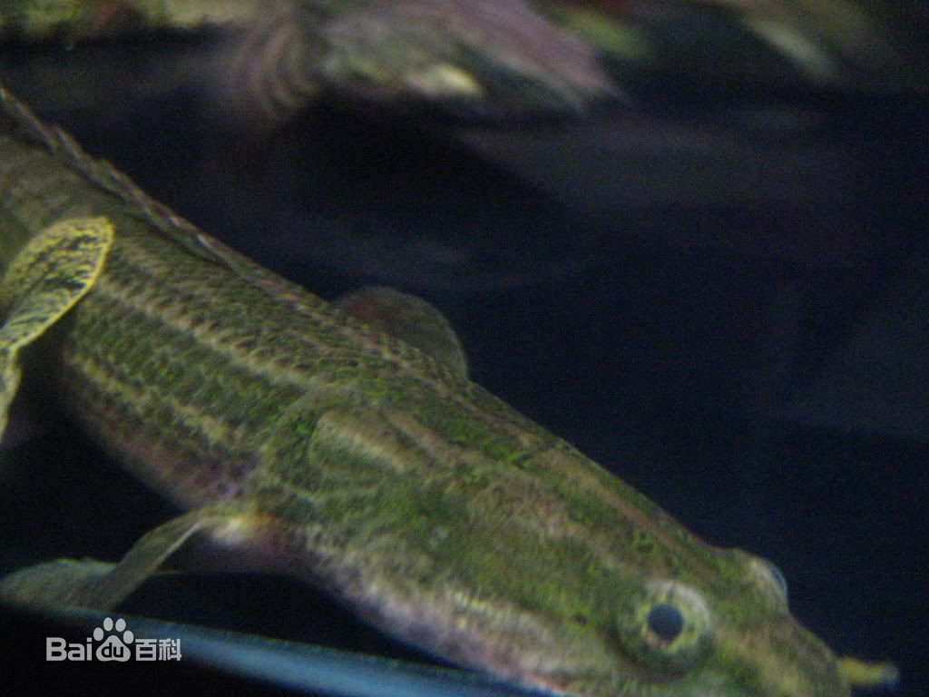 鳄鱼恐龙王的介绍