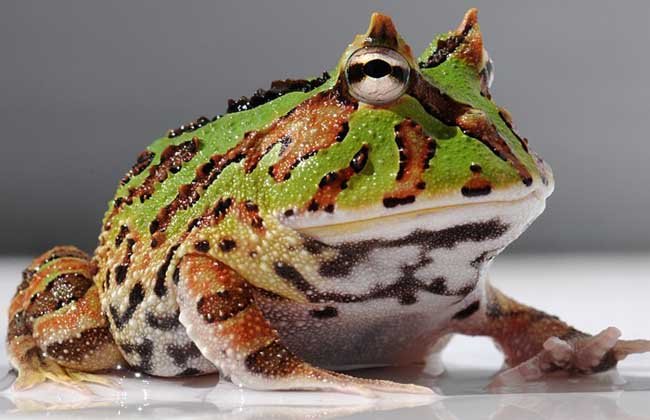 霸王角蛙的简述