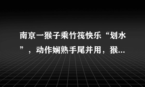 南京一猴子乘竹筏快乐“划水”，动作娴熟手尾并用，猴子是怎样的生物？