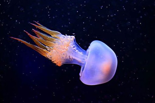 水母明明没有眼睛，它是怎么感知外部世界的？