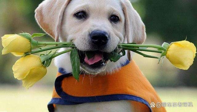 奶奶干农活，一猫一狗在旁乖巧陪伴，家里有这么乖的宠物是什么感受呢？