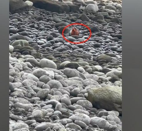 嘉陵江的水位降低，网友在浅滩发现神秘坛子！这究竟是什么坛子？