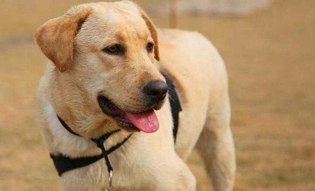 一只拉布拉多犬大概要多少钱？