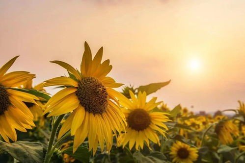 风和日丽的意思 成语