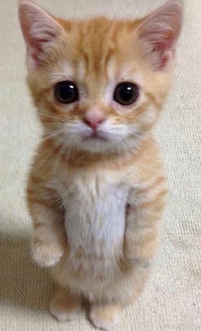 龙岩一小区有人从高层抛落四只小猫，险些砸到路人，这些猫咪的情况如何了？