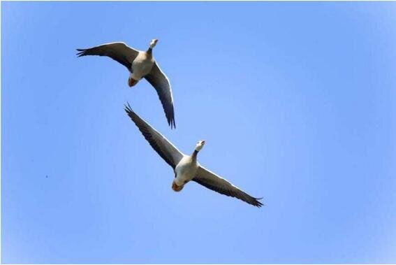 问世间情为何物,直教人生死相许? 天南地北双飞客,老翅几回寒暑. 欢乐趣,离别苦, 就中更有痴儿女,君应有语.