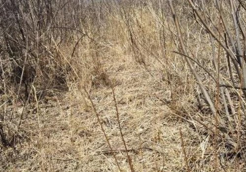 重庆涪陵山火得到有效控制，无人员伤亡，为何会引发山火？