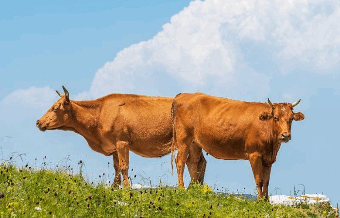 朱砂犯冲的属相