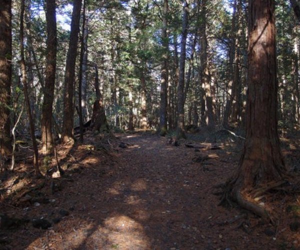 欧沃顿桥的分析原因