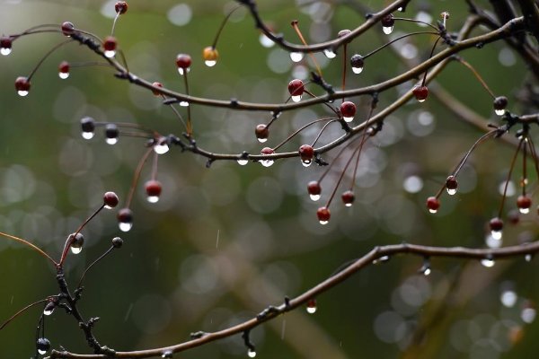 风雨欲来的诗句