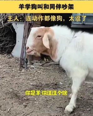 小羊“身怀绝技”学狗叫,吓懵同伴,主人又是怎么跟它说的呢?