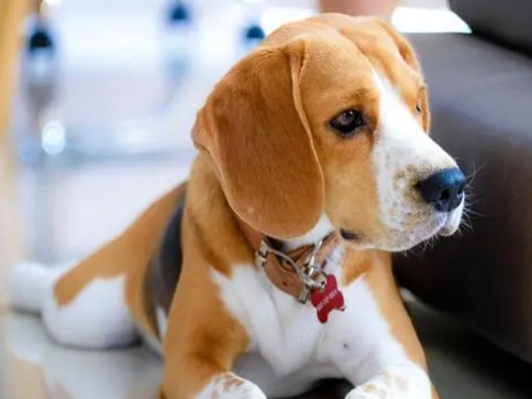 宠物得新冠会死吗