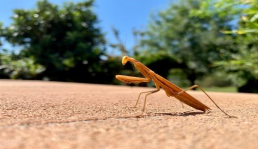 mantis是什么意思