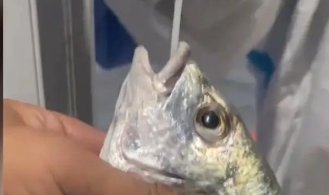 厦门集美实行人物同检，渔民检测完鱼虾也要做核酸，这一举措有何科学依据？