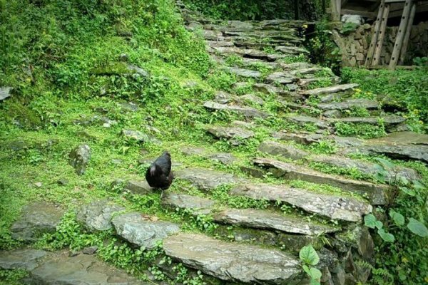 苔痕上阶绿草色入帘青的翻译是什么
