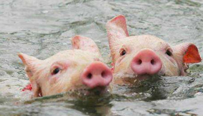 广东养殖场被淹,“二师兄”组团游泳自救,家猪的游泳技术如何?