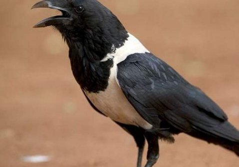 哇的组词？小学生二年级能明白的