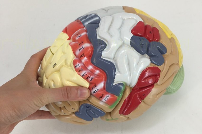 脑袋的拼音怎么写的?