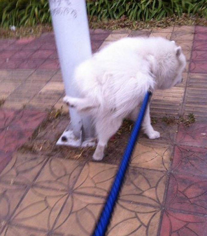 狗对路灯杆撒尿触电死亡，主人向物业索赔5万，法院最终是怎么判的？