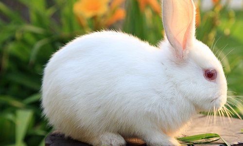 龙宝宝忌什么属相父母