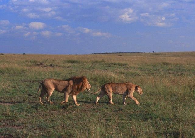 狮子交配时，为什么要咬住对方的脖子，是怕它跑了吗？