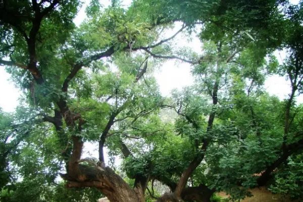 植物10首很短的现代诗四年级