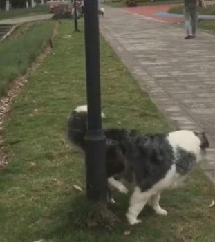 狗对路灯杆撒尿触电死亡，主人向物业索赔5万，法院最终是怎么判的？