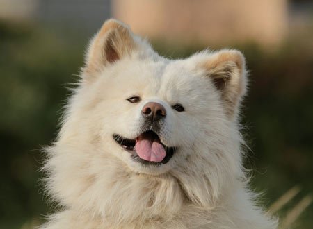 秋田犬蓬夫的介绍