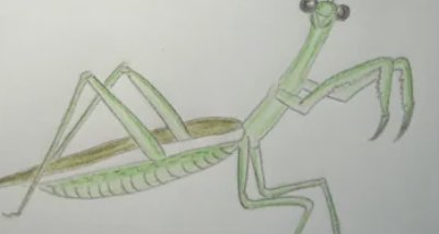 螳螂初号机怎么画