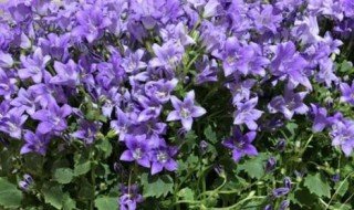 风铃花的花语和寓意 风铃花的花语和寓意是啥