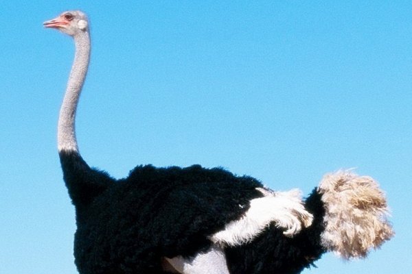 什么叫鸵鸟政策