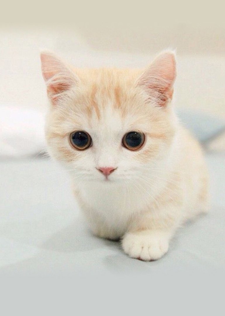 龙岩一小区有人从高层抛落四只小猫，险些砸到路人，这些猫咪的情况如何了？