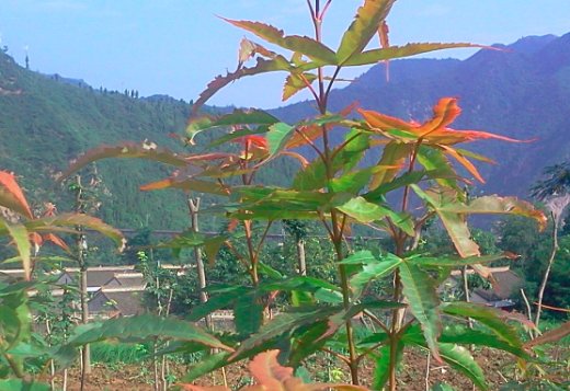 关于 红枫和鸡爪槭有什么区别呢？