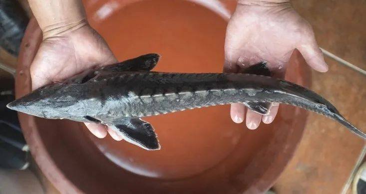 浙江渔民出海意外捕获一条50多公斤野生中华鲟，该如何处理这种鱼？