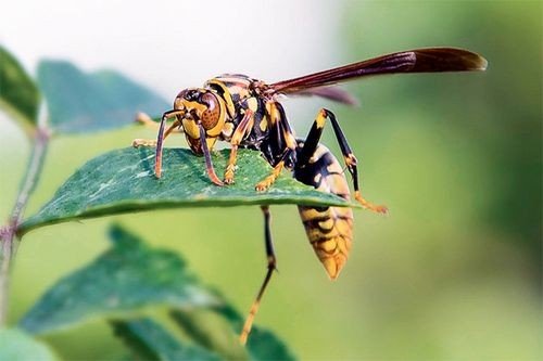 做一份简单的昆虫备忘录怎么写