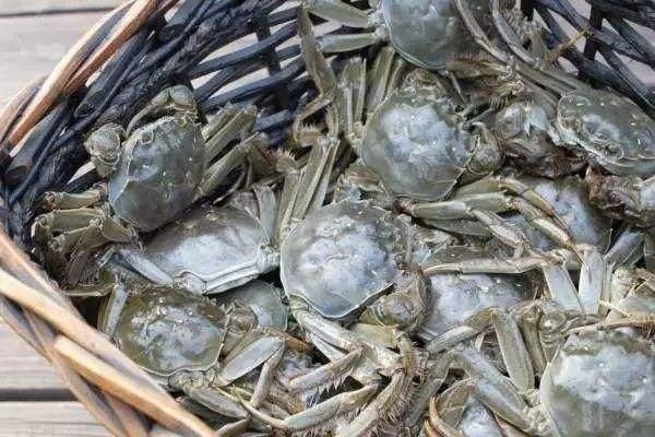 苏州螃蟹市场扎蟹月收入过万，为何工资这么高？