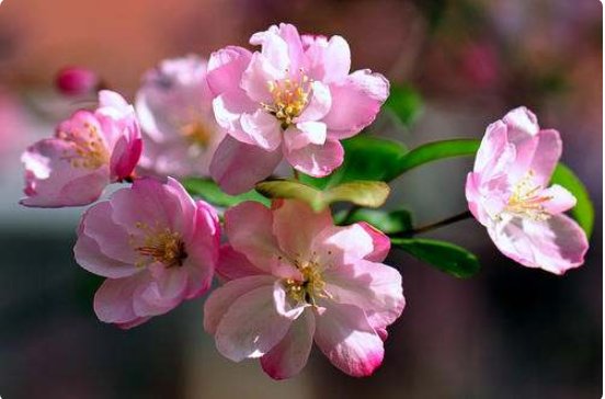 海棠花爱情含义是什么？