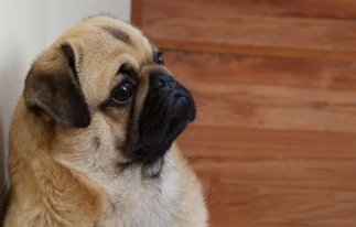 河南一男孩厉害了，坐在狗狗身上排队做核酸，你是否有过类似的经历？