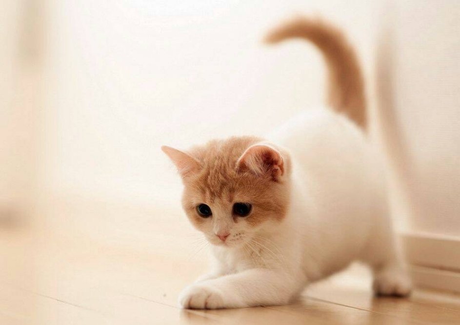 龙岩一小区有人从高层抛落四只小猫，险些砸到路人，这些猫咪的情况如何了？