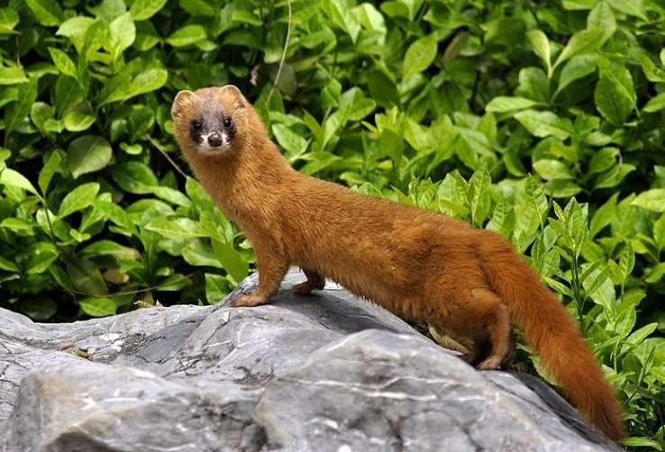 什么动物能变色