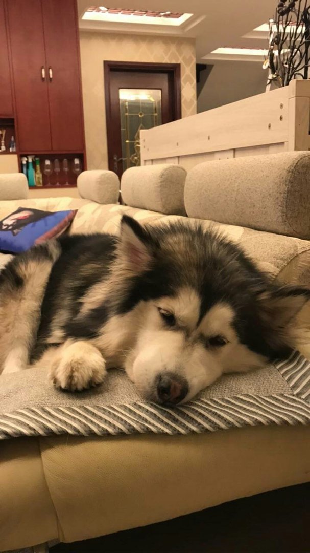 撕家是什么，有图片嘛