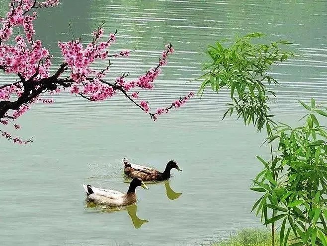 蒌蒿满地芦芽短，正是河豚欲上时。蒌蒿满地芦芽短，正是河豚欲上时。