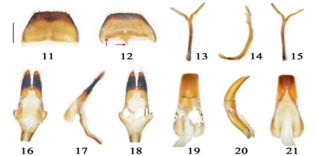 已经出现退化现象，福建发现的这种新物种是什么？