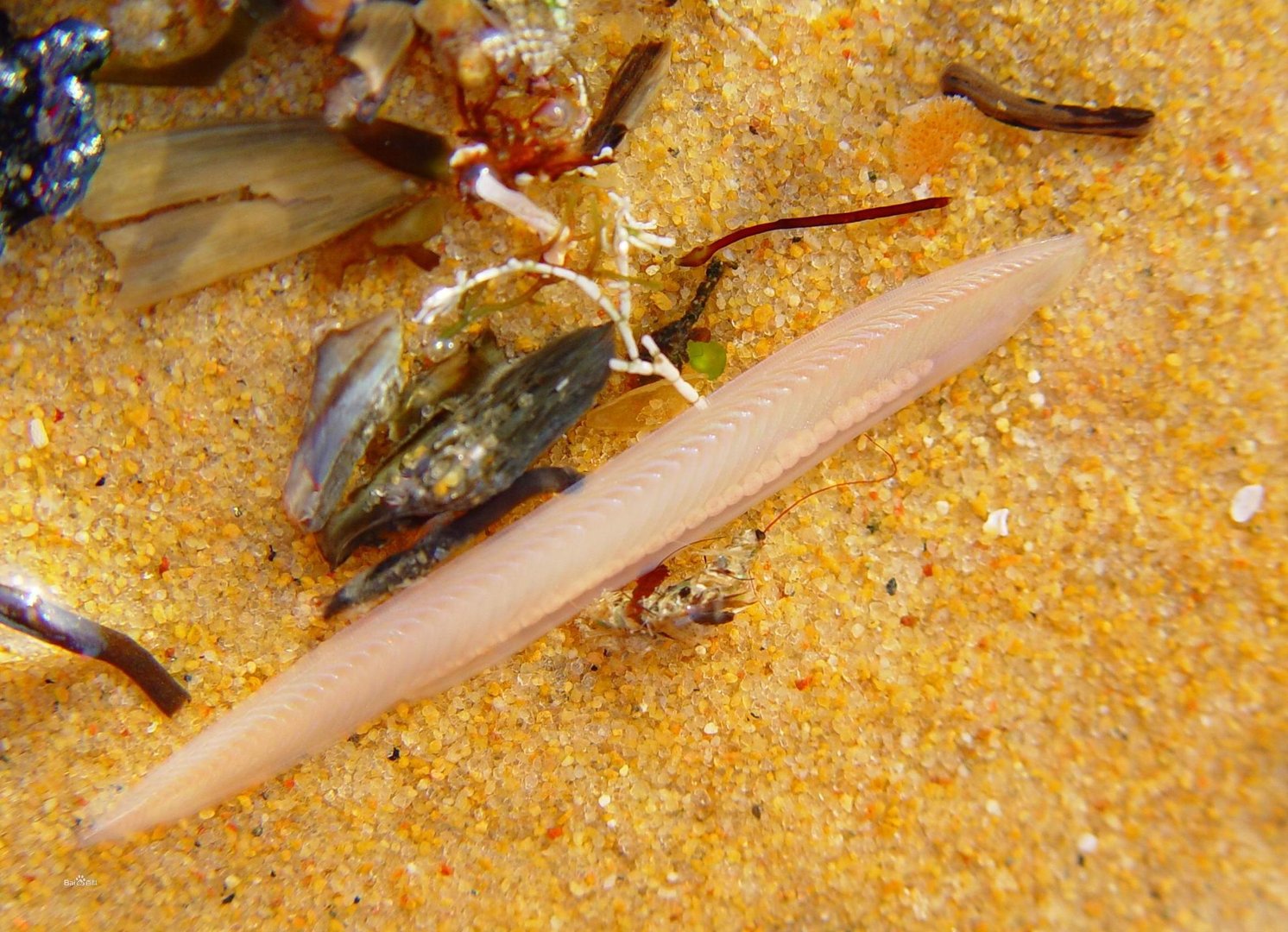 网友在青岛赶海遇到“活化石”，专家称基本确定是文昌鱼，它有多罕见？