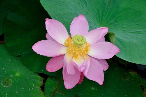 杭州千年古莲二代种子再次开花，今年首开两朵，你对这种植物有多少了解？